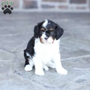 April, Cavapoo Puppy